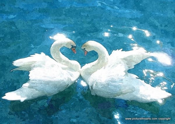 No 2. Two loving swans Fairhaven lake.