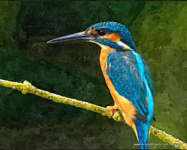 No 3. Kingfisher on branch.