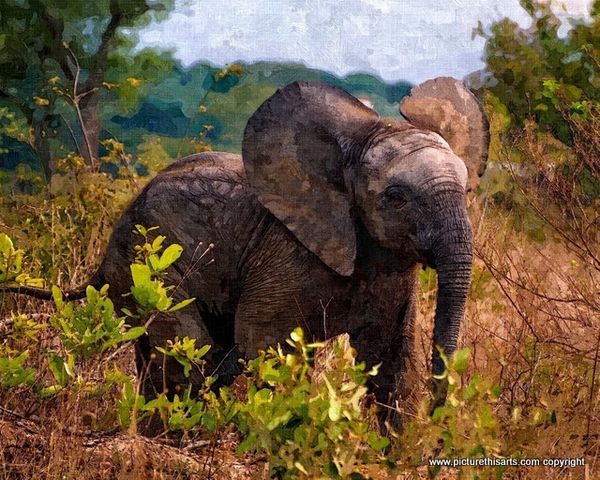 No 10. Baby elephant in the scrub.