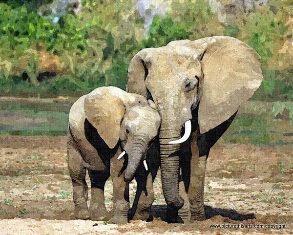 No 12. Farther and son elephants.