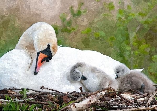 No 4. Mother swan and cygnet's.