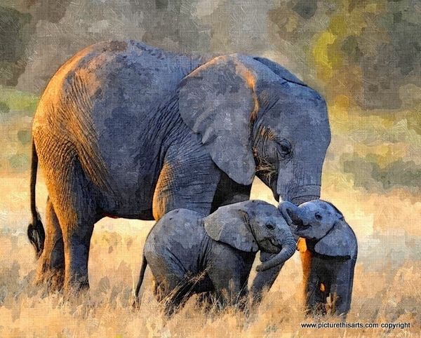 No 11. Mother and baby elephants.