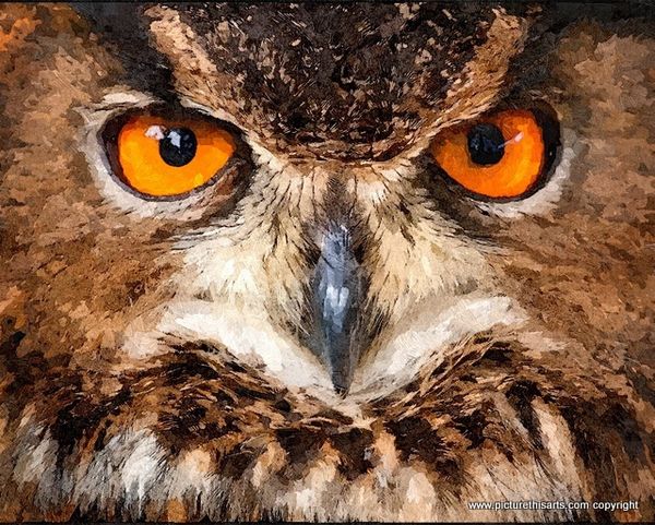 No 5. Owl close up.