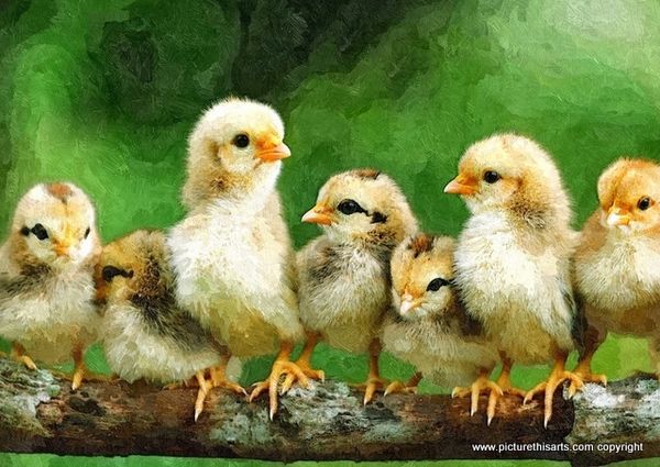 No 6. Chicks all in a line.