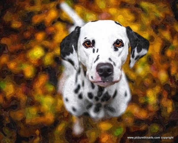 no 1. Autumn Dalmatian