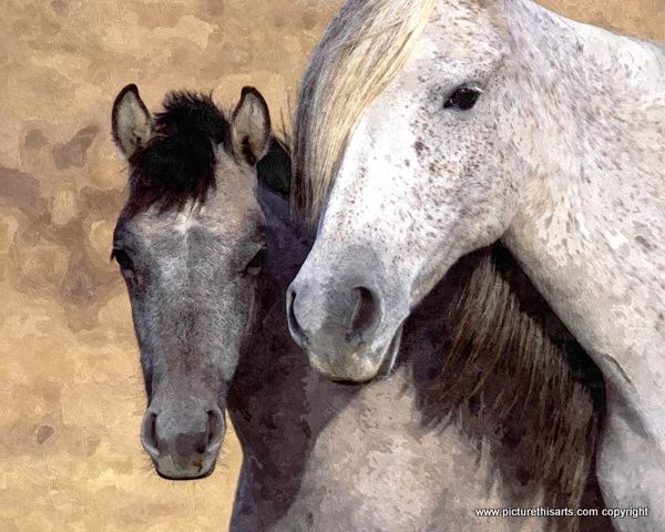 No 3. Mare and pony.