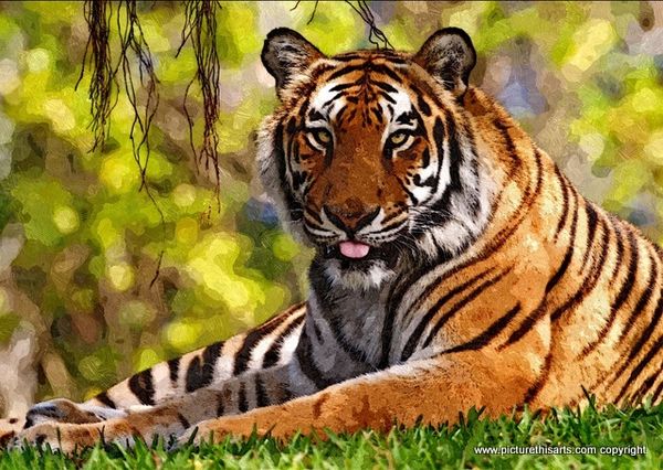 No 1. Large tiger resting in the undergrowth.