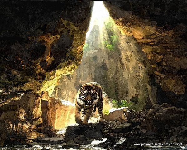 No 2. Tiger in his lair.