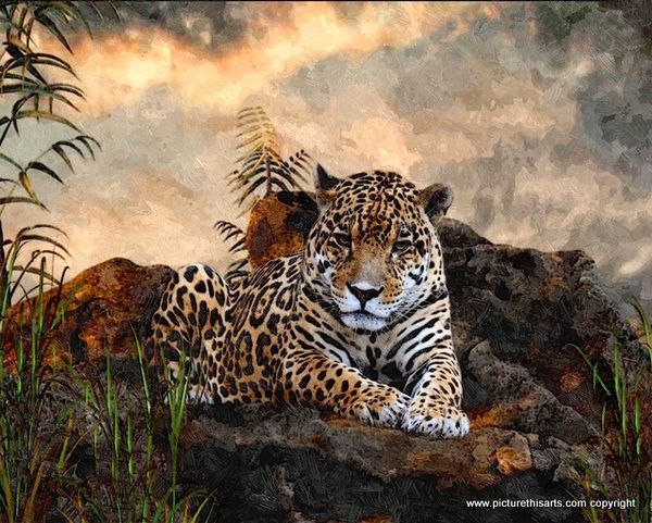 No 3. Leopard resting on rocks.
