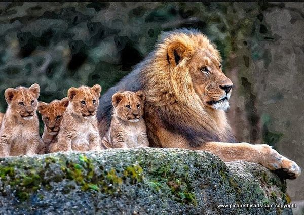 No 4. Lion and four cubs.