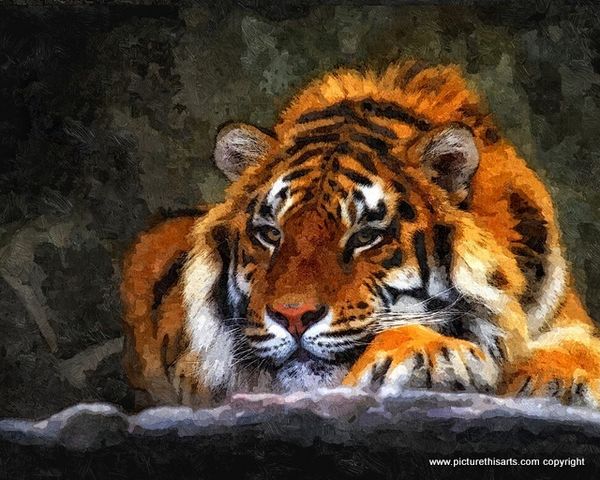 No 5. Large tiger resting on rocks.
