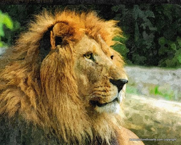 No 6. Close up of lion with beautiful main.