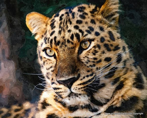 No 7. Close up of male leopard.