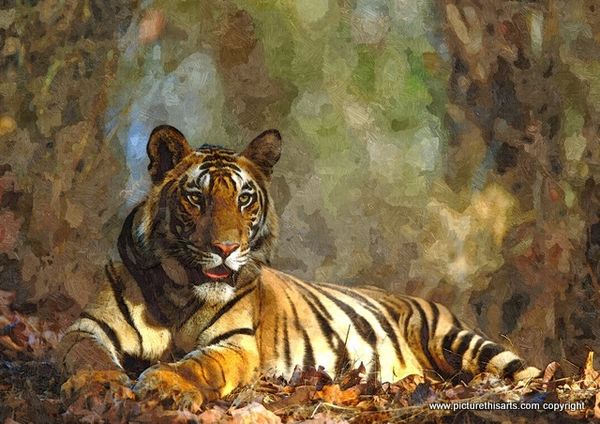 No 8. Large Tiger resting on leaves.