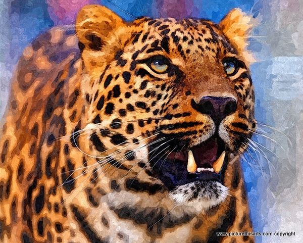 No 9, Leopards head snarling.