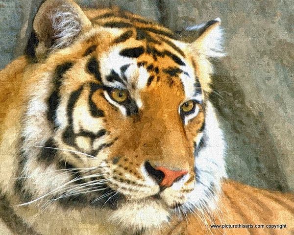No 10 . Beautiful Tigers head portrait.