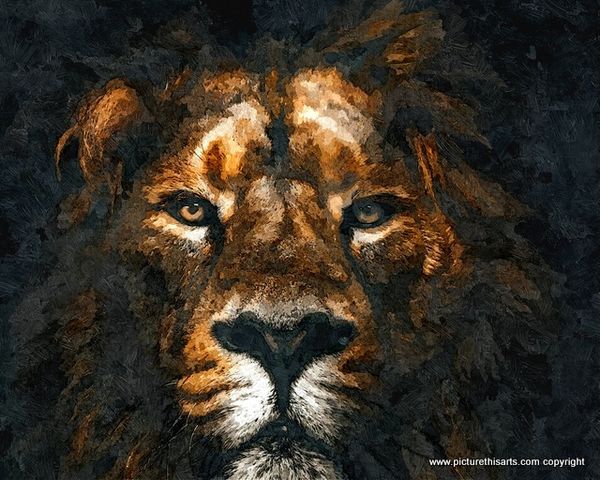 No 11. Full on lion portrait.