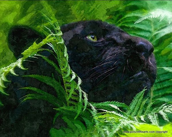 No 12. Jaguar in the undergrowth.