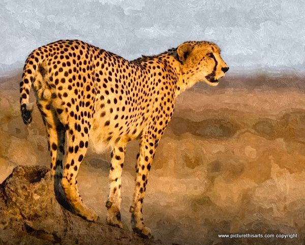 No 13. Cheetah on fallen tree..