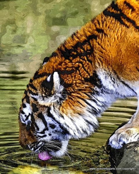No 14. Tiger drinking from pool.