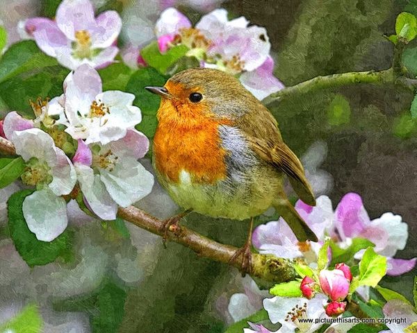No 9. Robin on apple blossom tree.