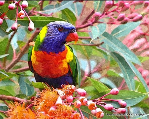 No 10. Colourful Bird with berries.