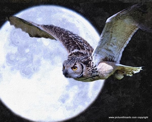 No 11. Owl flying across the moon.
