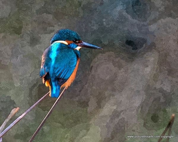 No 12. King fisher resting on twigs.