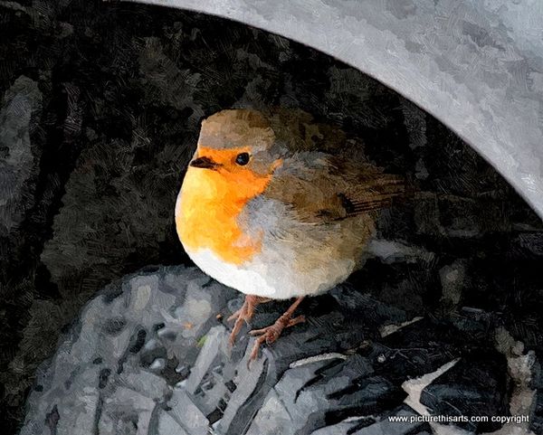 No 13. Robin sheltering on tyre.