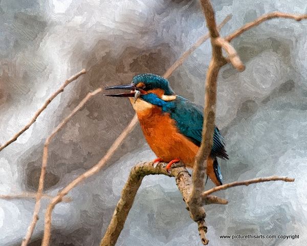 No 14. Kingfisher with catch.