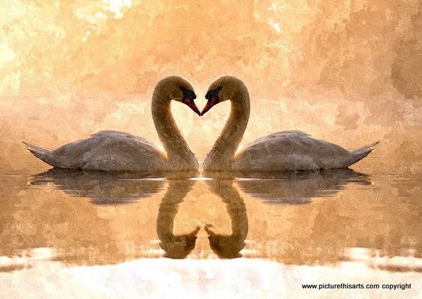 No 15. Two swans in love.