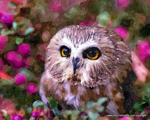 No 16. Young owl in brush.