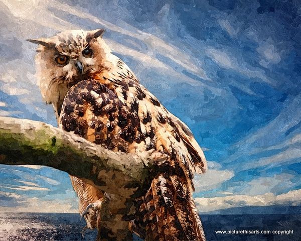 No 17. Owl high above the sea.