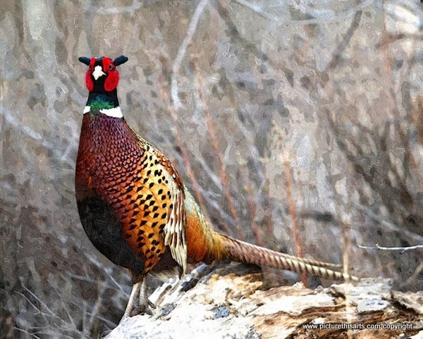 No 18. Pheasant in the snow.