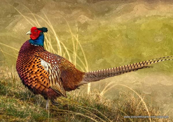 No 19. Pheasant looking proud.