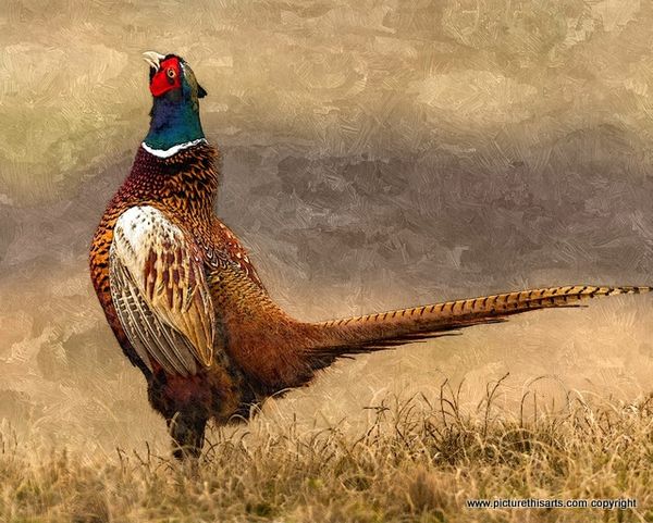 No 20. Pheasant crowing.