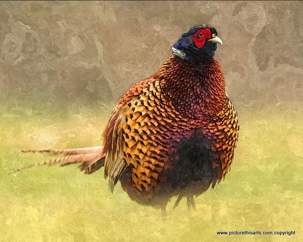 No 21. Pheasant fluffing feathers.