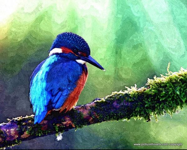 No 23. Kingfisher on moss branch.