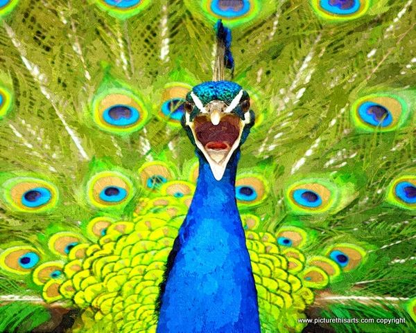 No 24. A screaming peacock.