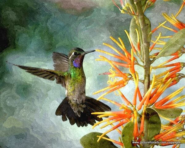 No 8. Humming bird feeding.