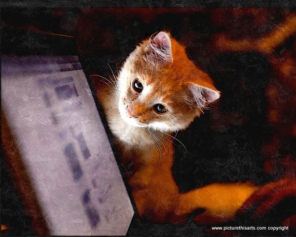No 4. Cat playing on the computer