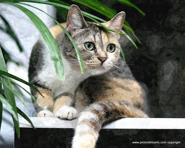 No 5. Cat on the garden fence.