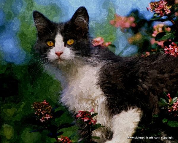 No 6. Black & white kitten in the garden.
