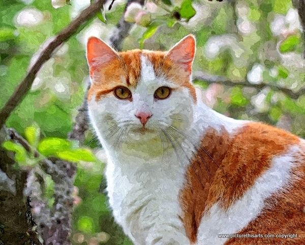No 7. Ginger and white cat in the garden.