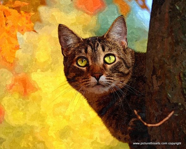 No 8. Tabby cat in Autumn leaves.