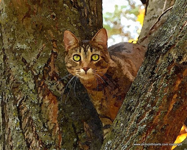 No 9. tabby cat in bow of tree.
