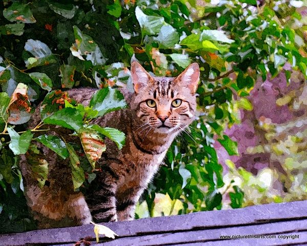 No 10. Tabby cat on purple bench.