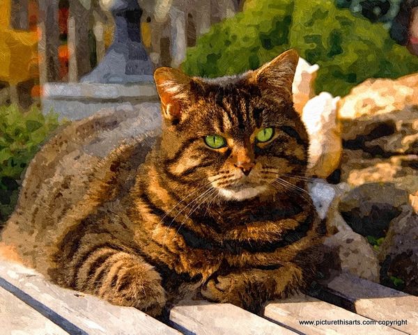 No 11. cat sunning itself on bench.