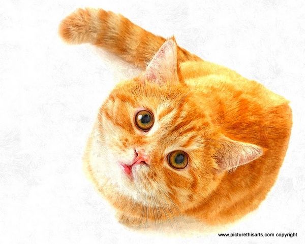 No 12. Ginger cat giving you the eye's.