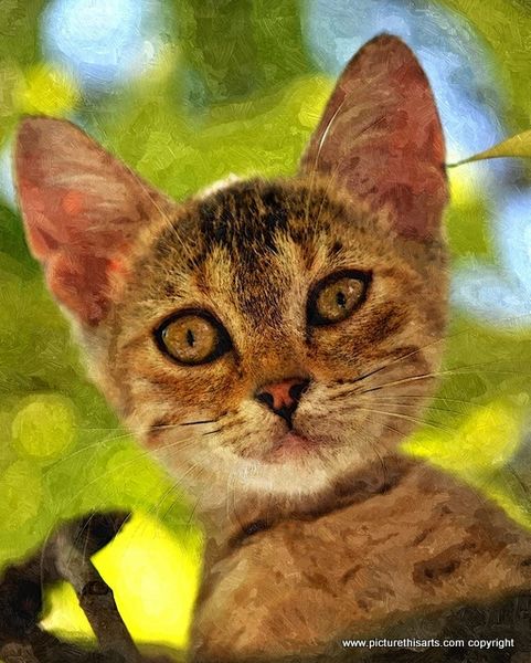 No 13. little kitten in the trees.